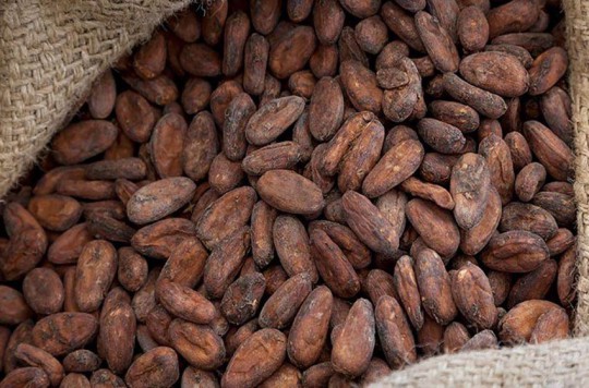 فررو به هدف تولید 100٪ کاکائو با منابع پایدار دست یافت.