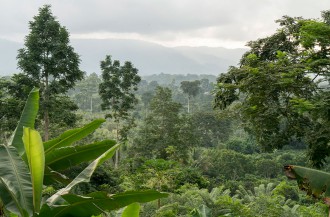 بنیاد جهانی کاکائو و کمیسیون جنگلداری غنا بر تعهد خود در مورد پایان جنگل زدایی تأکید کردند